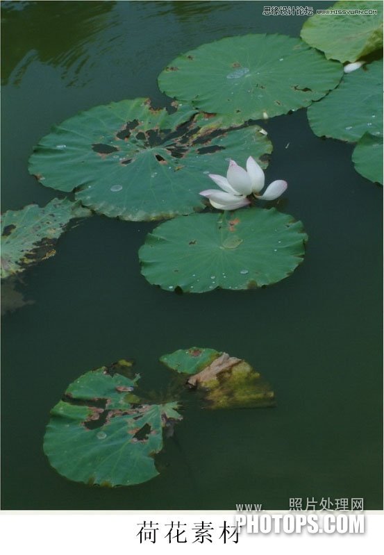 Photoshop使用废弃的荷花图制作戏鱼图封面,52photoshop教程