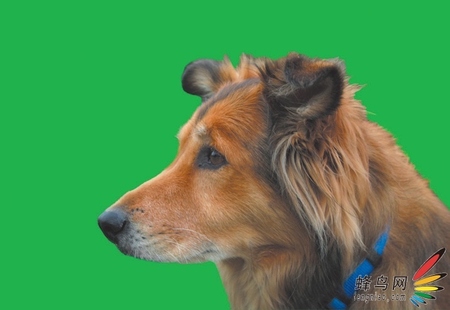 Photoshop选区深度探索-抽出对象