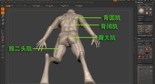 ZBrush雕刻肌肉,zbrush雕刻