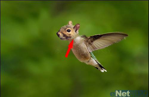 photoshop合成：合成一个玄幻动物