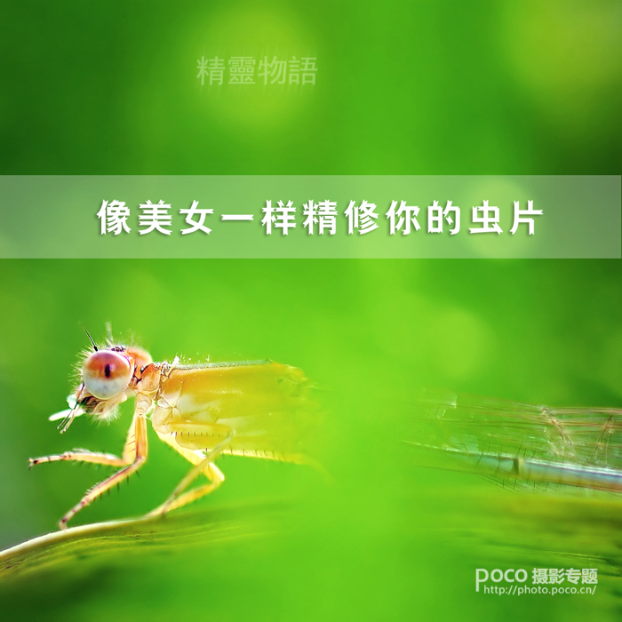 PS像美女一样精修你的虫片 全福编程网