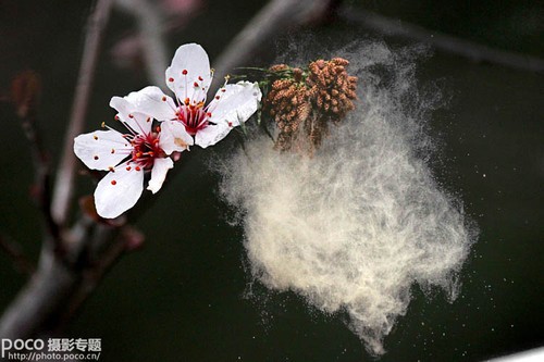 如诗如画 如何用后期给花卉增添写意烟缕