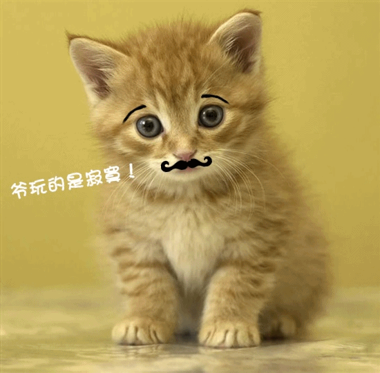 美图秀秀亲手打造属于你的甜甜私房猫