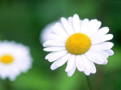 AI绘制漂亮花卉 全福编程网网 AI实例教程