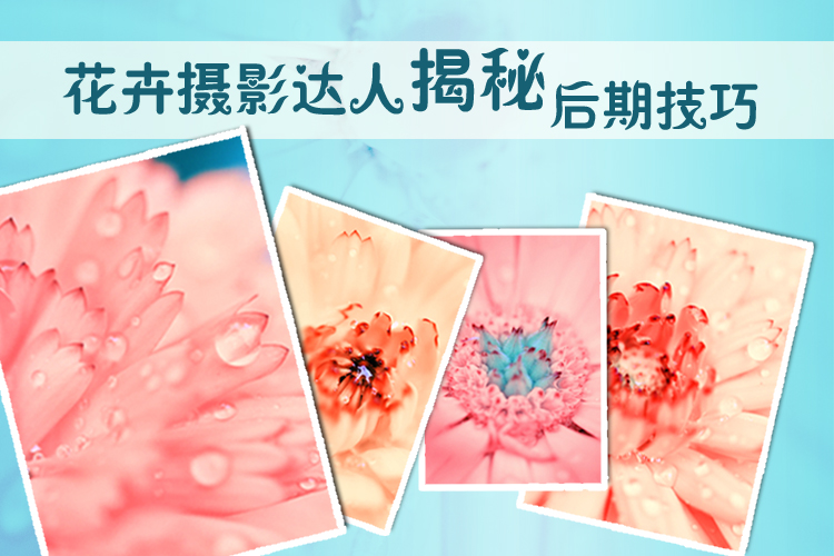 花卉摄影photoshop后期色调处理实例 全福编程网教程
