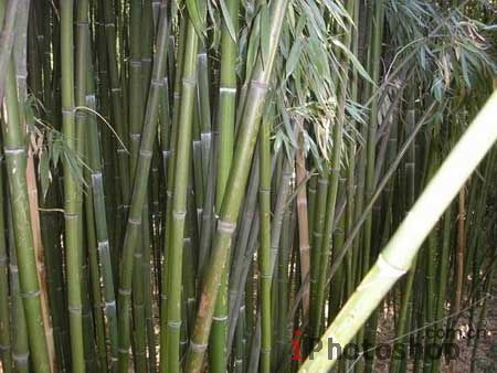 PS打造梦幻蛇蝎美人效果 全福编程网